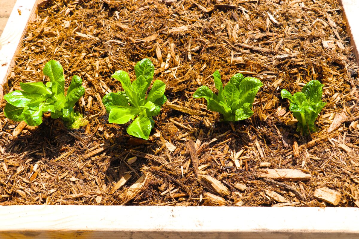 Regrow Romaine Lettuce Pic