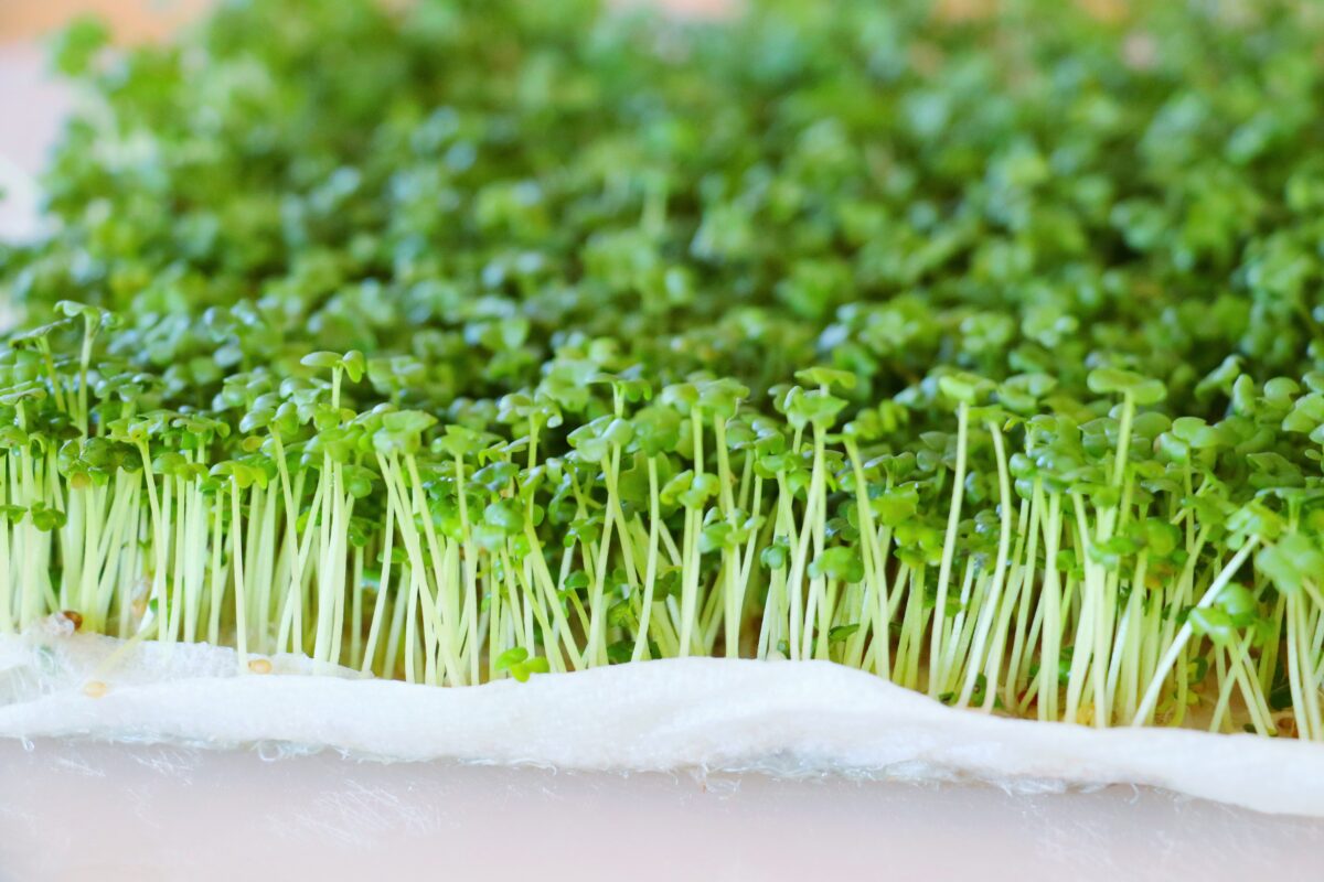 Mustard Microgreens