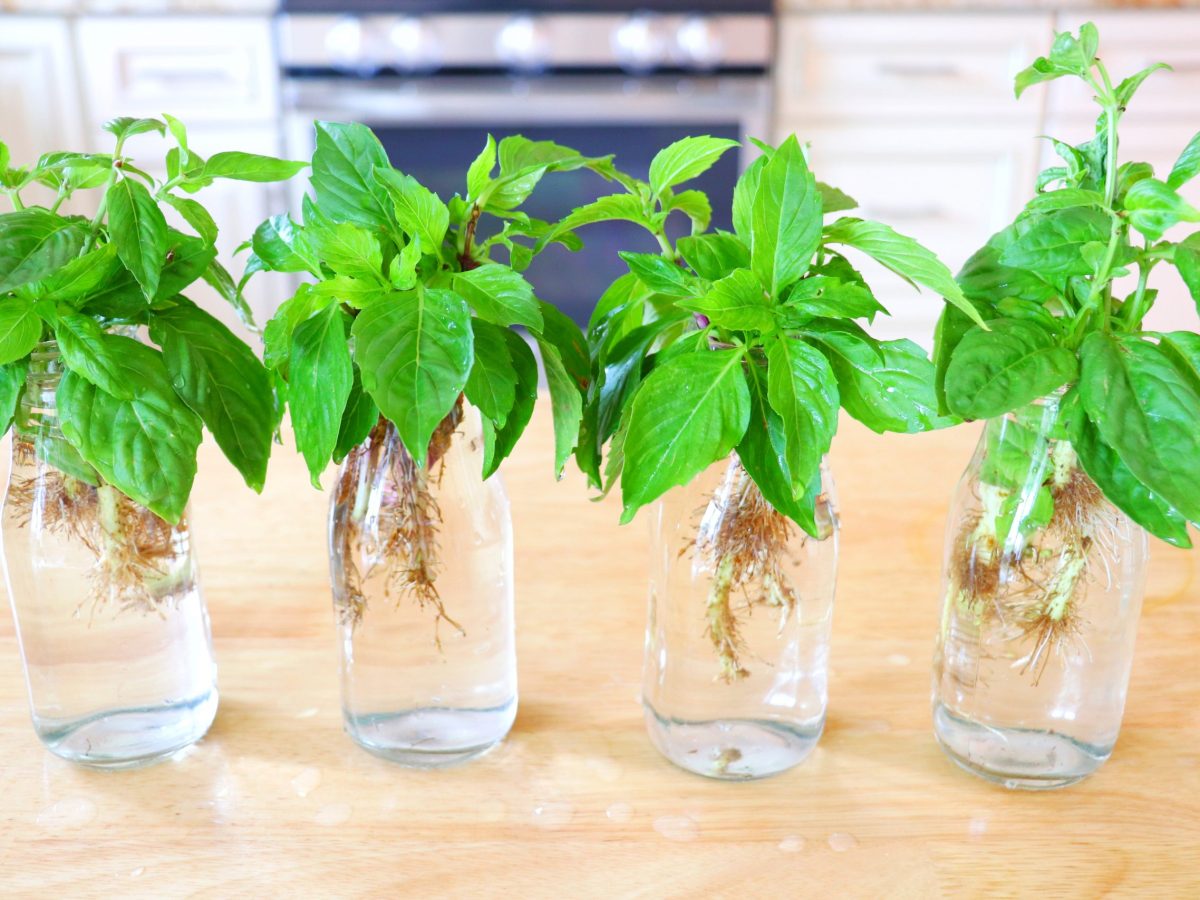 CiCiLi.tv Growing Basil from Cuttings